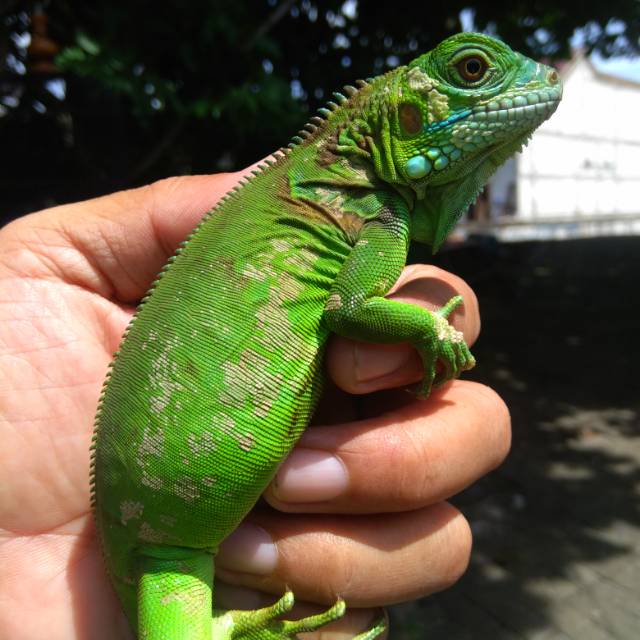 Green Iguana Colomb Cakep