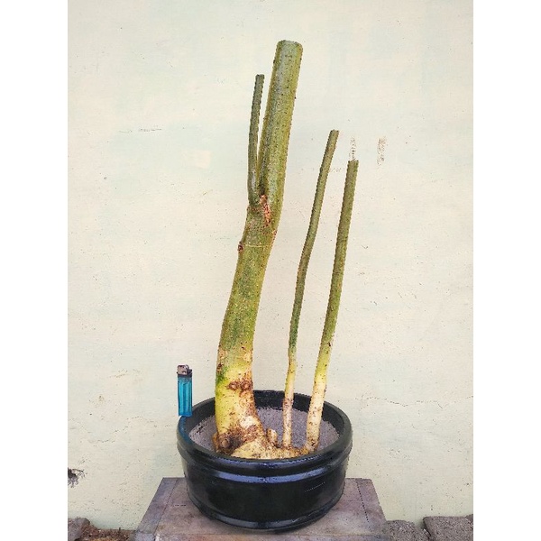 Bahan bonsai serut grouping medium