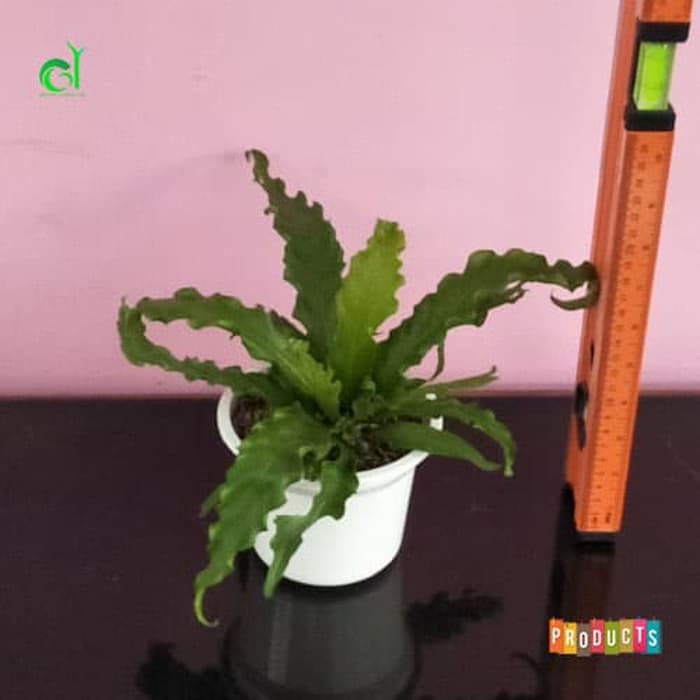 Tanaman hias pot indoor kadaka osaka MUDAH HIDUP DAN ADAPTASI