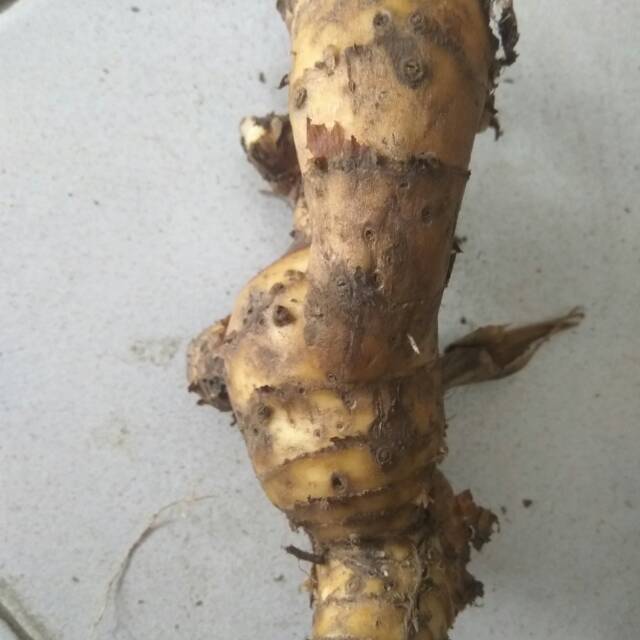 

Buah Pendam Nganyong