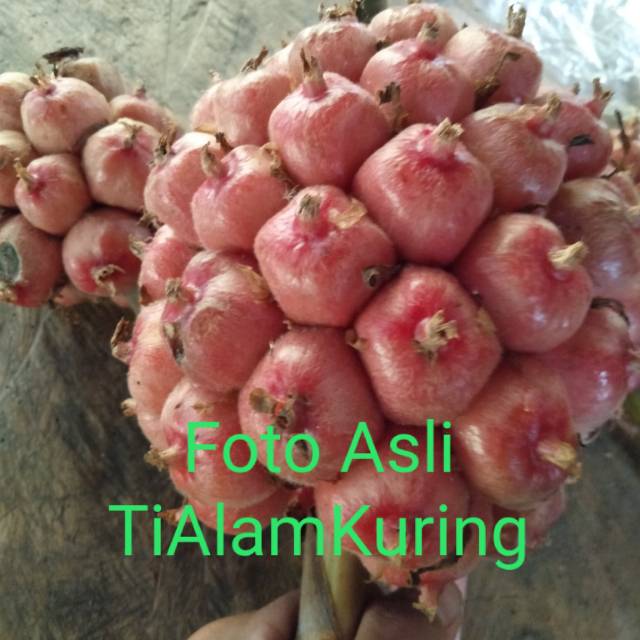 

Buah honje segar 500gr langsung petik