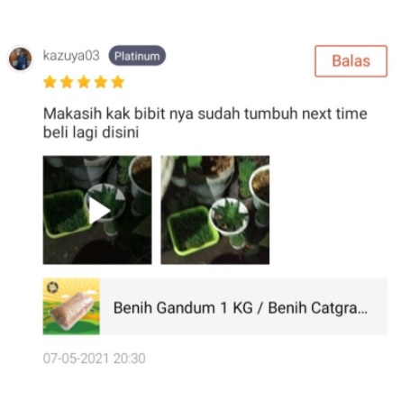 Benih Gandum 1 KG / Benih Catgrass Rumput Kucing Wheatgrass Rumput Diet