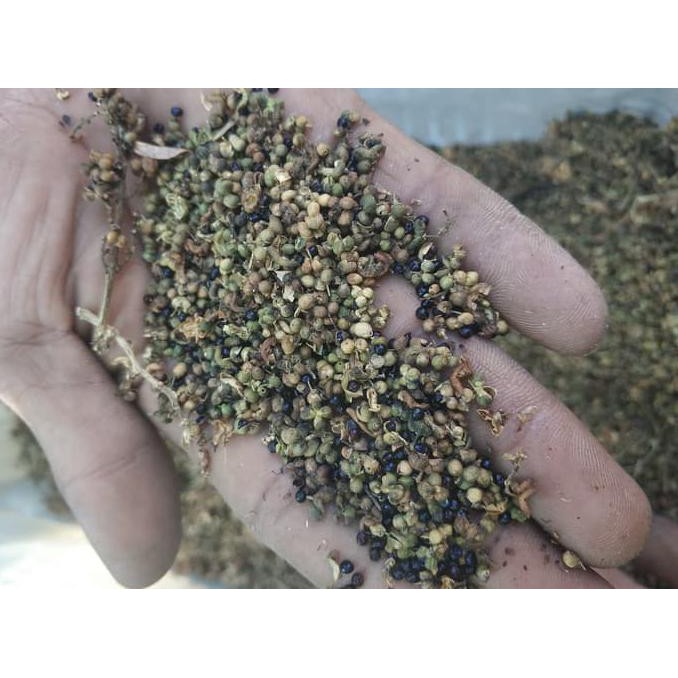 New 300 gr Biji Benih Pohon Cendana Wangi NTT q3r