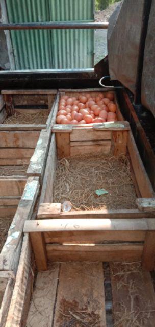 Dusdusan Toples Kue Set Technoplast Nobanana Spin Canister/wadah Kue Set/tempat Kue Set