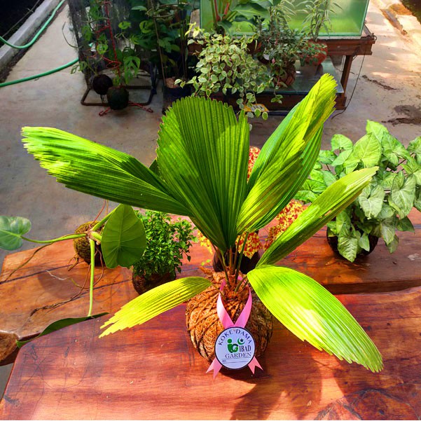 TANAMAN HIAS DEKORASI RUMAH Kokedama Palm Licuala grandis