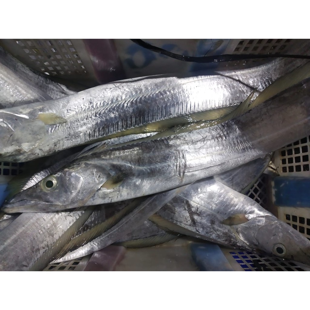 

Ikan Layur Segar