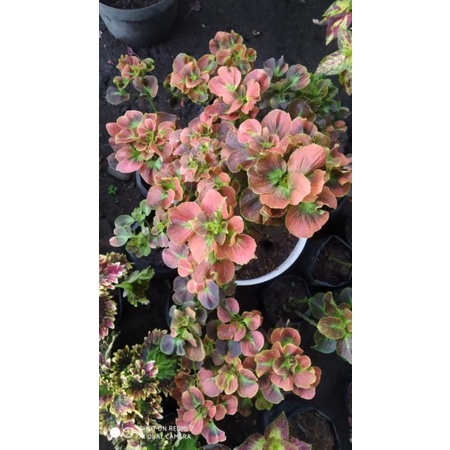 Tanaman hias miana premium id mawar