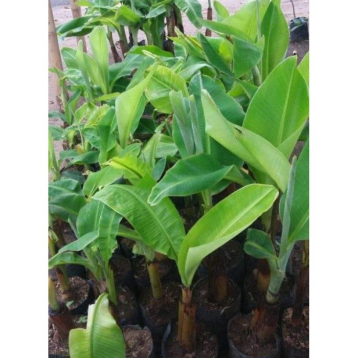 BIBIT PISANG RAJA BULU SUPER