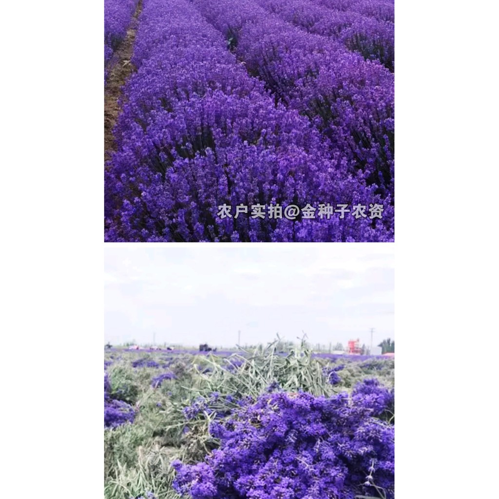 20 biji Benih Bunga Lavender B0216