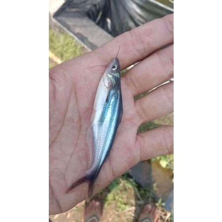 bibit ikan patin