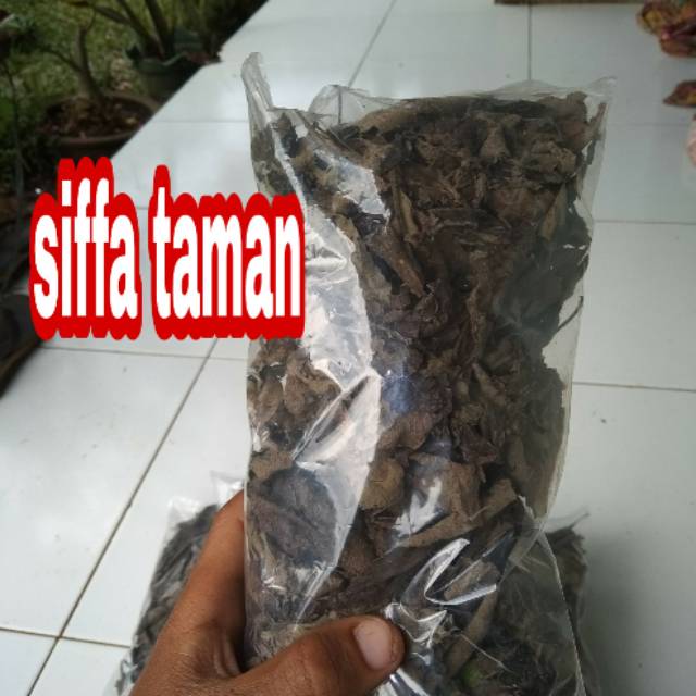 

Daun sembung kering