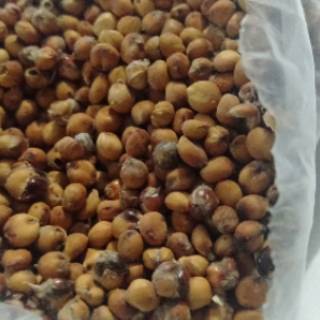  Biji  Sorgum  1kg Organik Shopee Indonesia