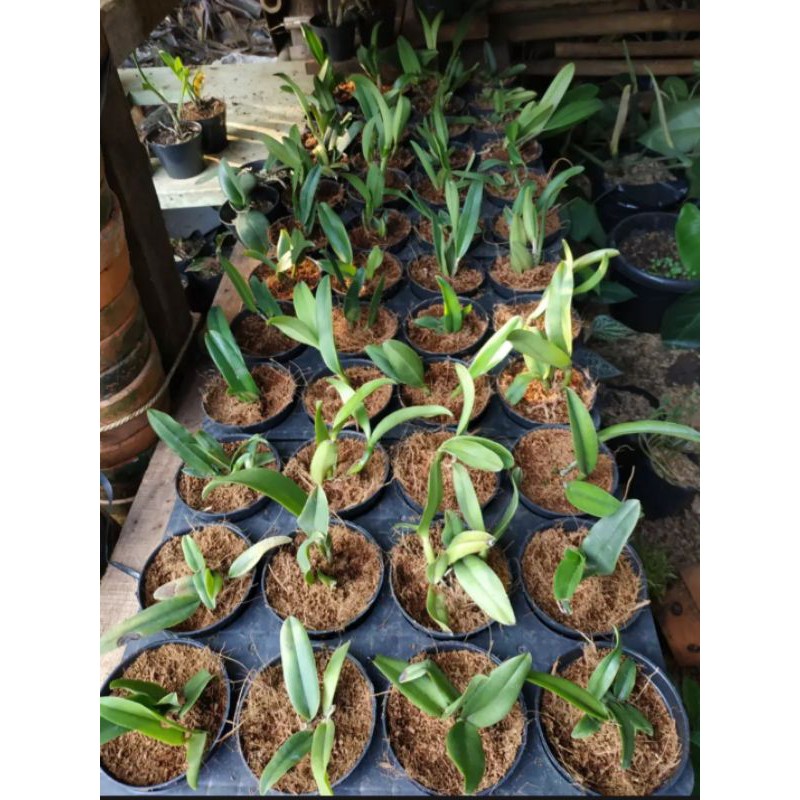 Tanaman Hias Anggrek Cattleya Remaja - Anggrek Cattleya Remaja