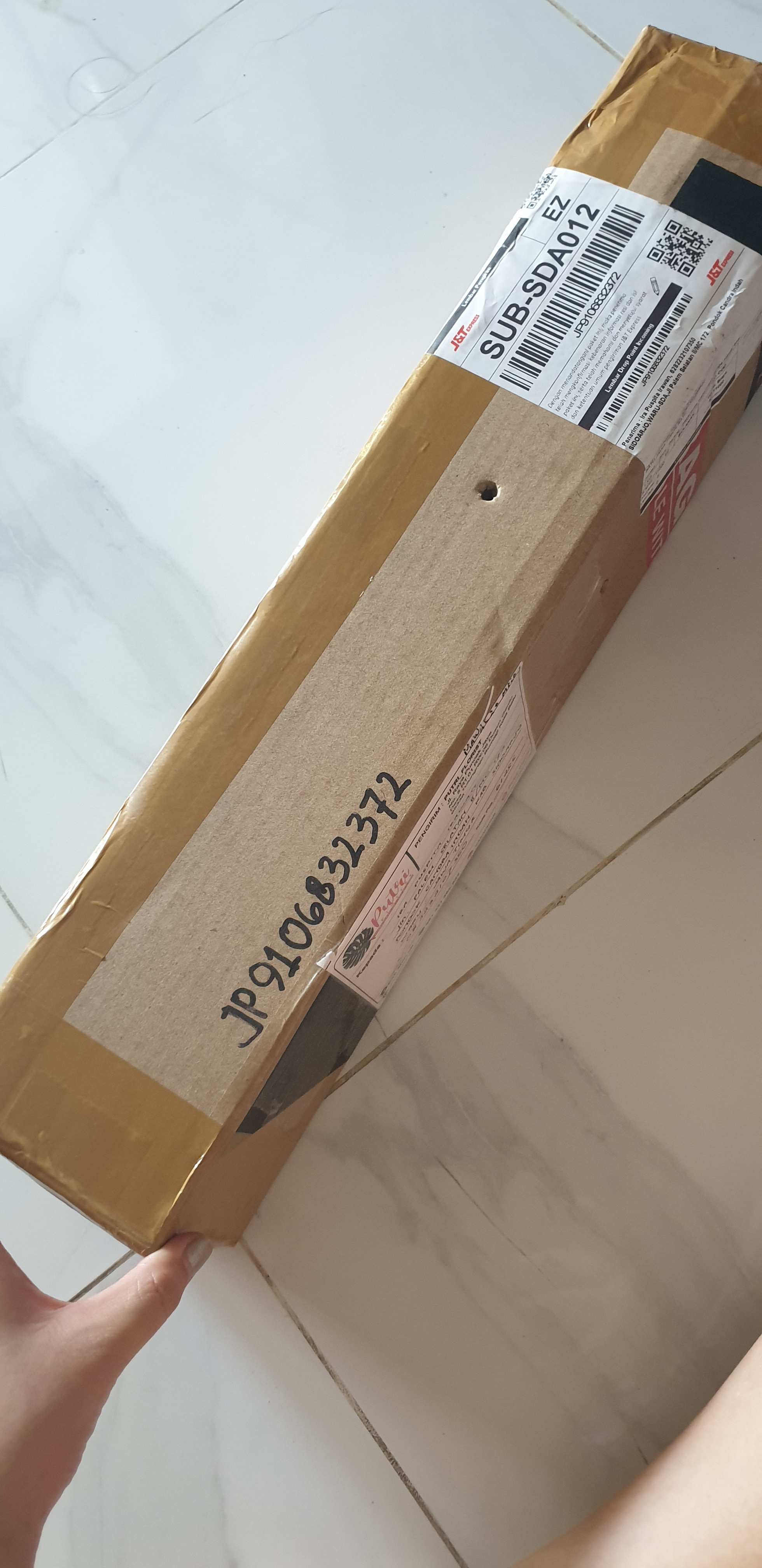 Peperomia Watermelon