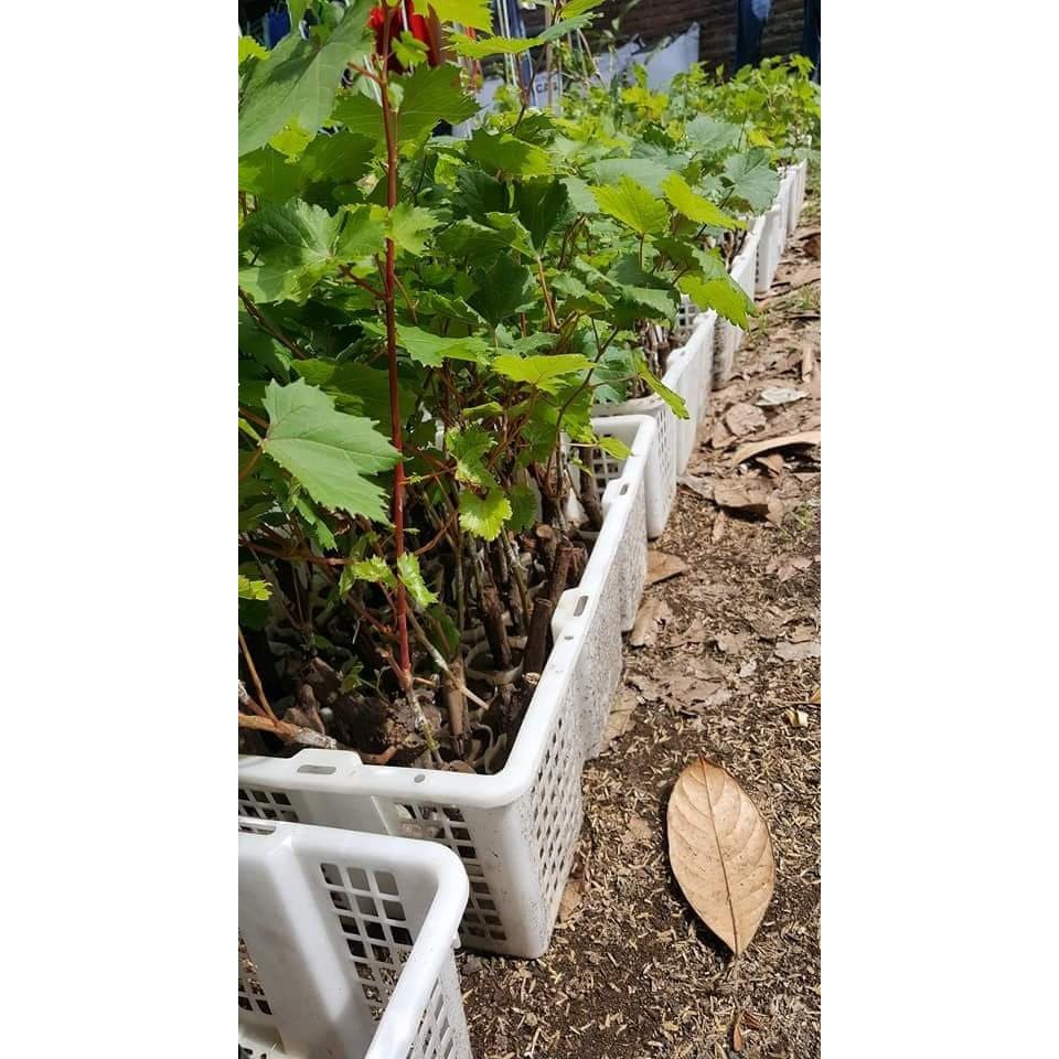 tanaman buah anggur black autumn royal seedless USA