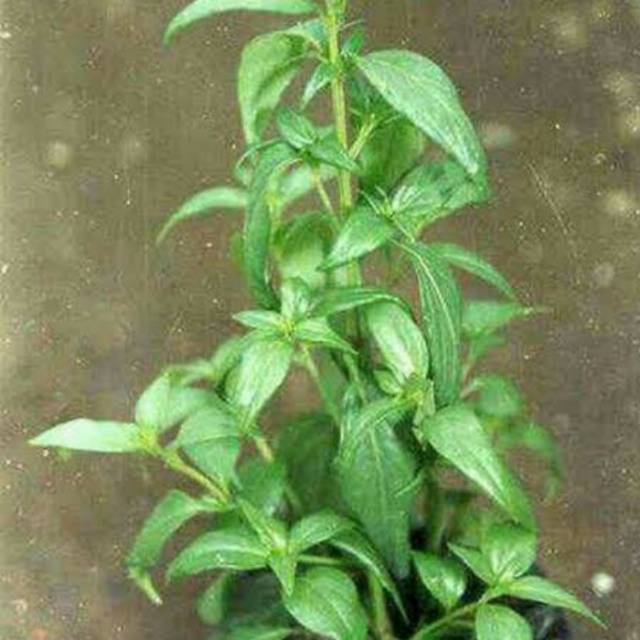Pohon herbal samiloto