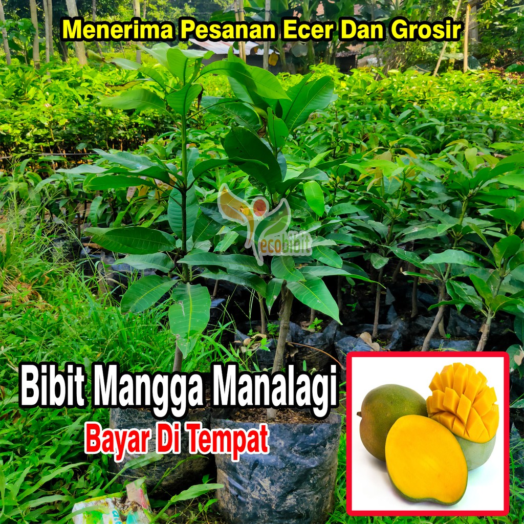 Bibit Mangga Manalagi Jumbo
