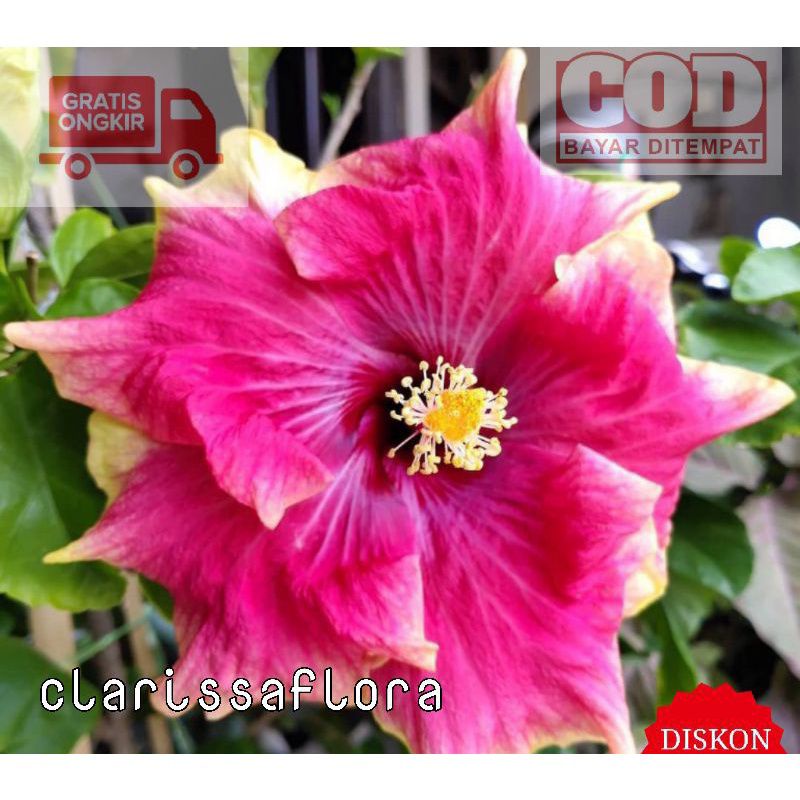 PROMO TANAMAN HIAS BUNGA SEPATU HIBISCUS BANGKOK