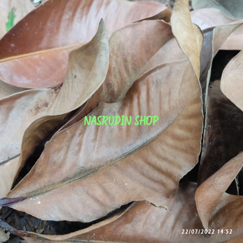 

DAUN MANGGIS KERING ALAMI 100 LEMBAR