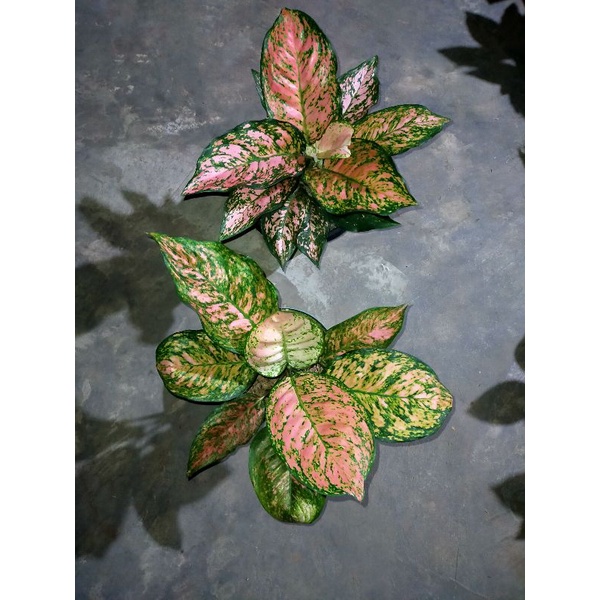 Ruby dinamit aglonema