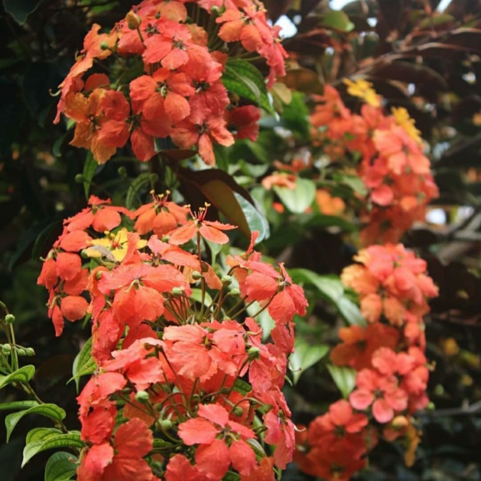 tanaman hias hidup tanaman merambat tanaman menjuntai Bohemia orange bunga tumpuk