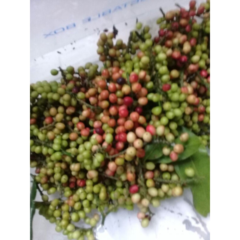 

Buah buni atau huni segar 3kg