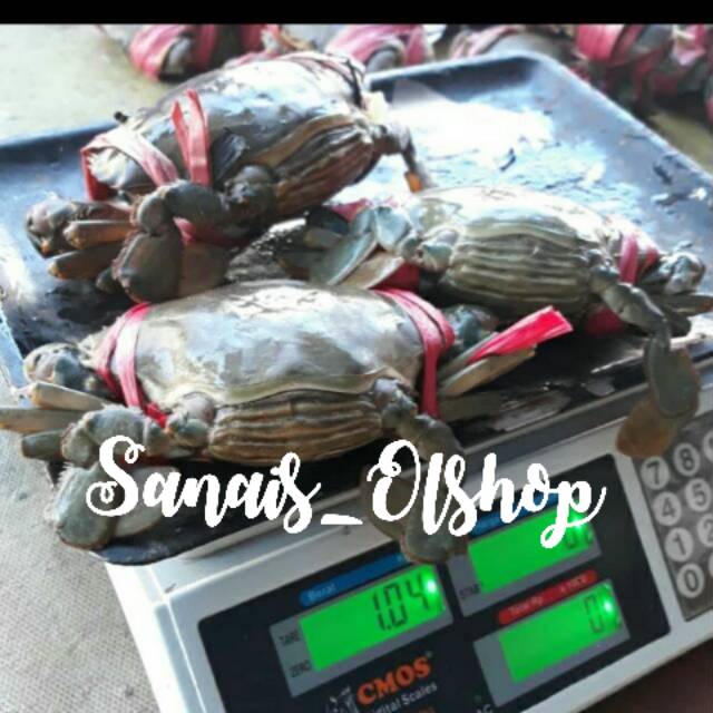 

Kepiting bakau betina Per KG