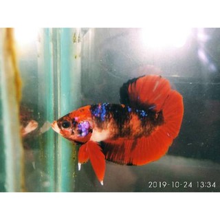 Ikan Cupang Plakat Avatar Gordon Kode H9297 Shopee Indonesia