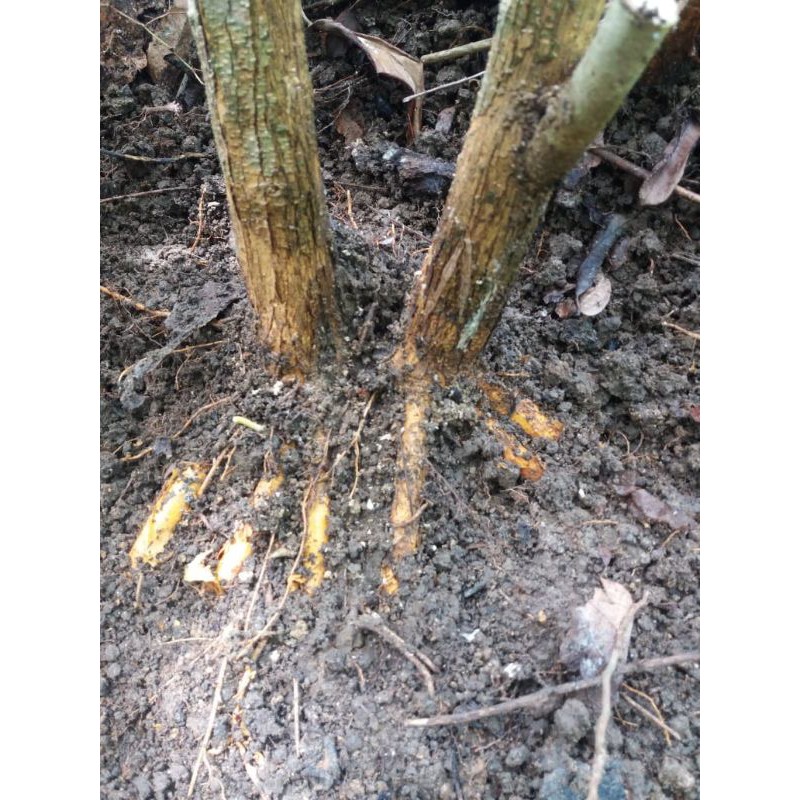 bahan bonsai sisir kaliage