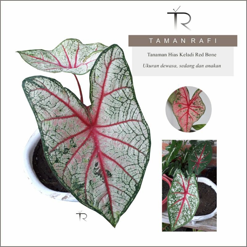 Tanaman Hias Keladi Red Bone