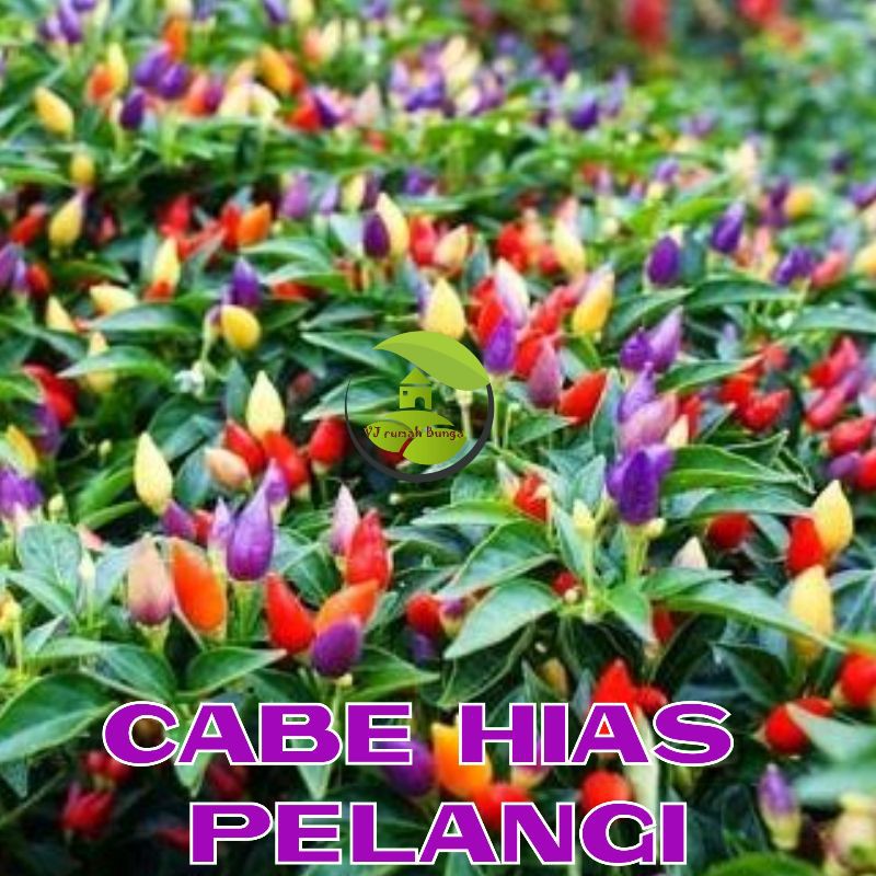 Benih Bibit Cabai Hias Cabe Paprika Cabai Ungu Cabai Jalapeno Cabe Terpedas