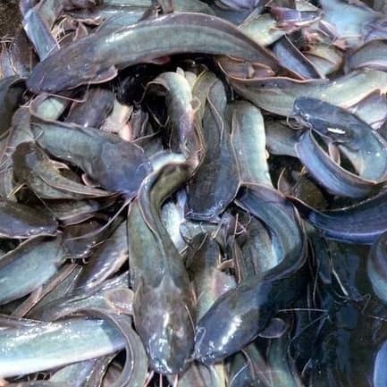 

Ikan Lele Segar PALING LARISSS!!! Langsung diambil dari kolam