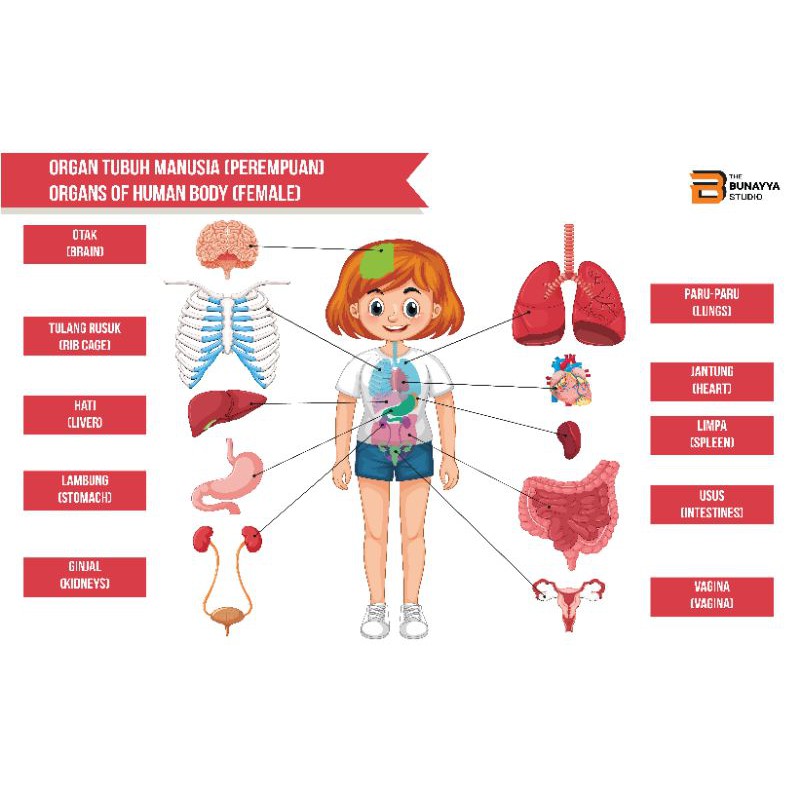 Jual POSTER EDUKASI ANAK MEDIA BELAJAR ANATOMI TUBUH MANUSIA | Shopee