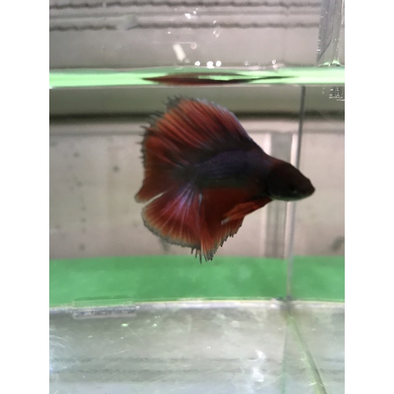 Ikan cupang double tail