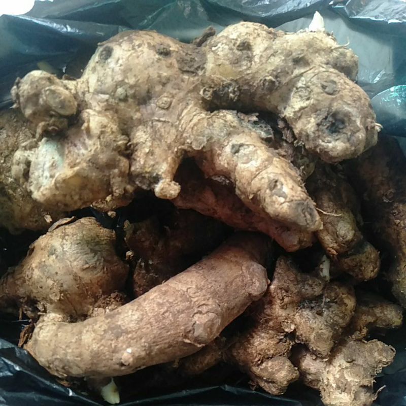 

Bonglai Bangle Panglai herbal segar