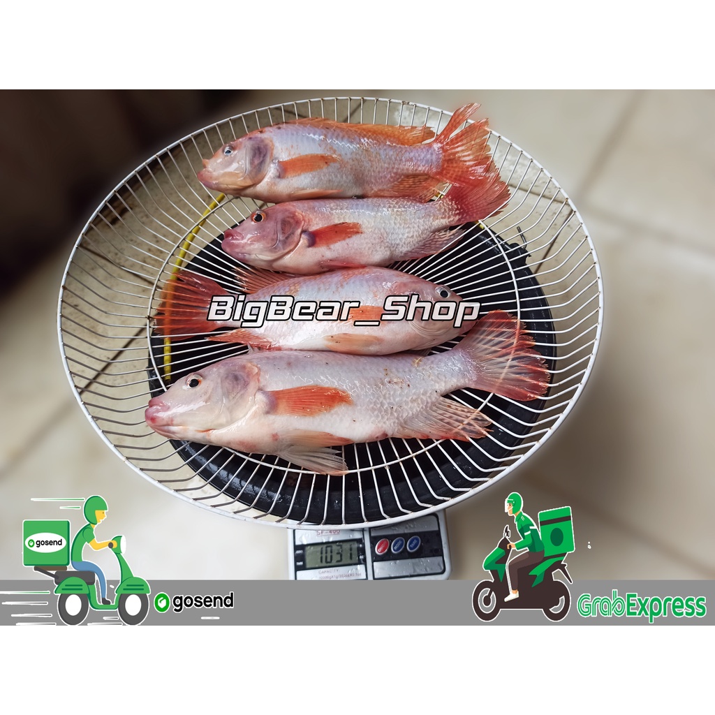 

IKAN NILA SEGAR (bukan Frozen) /1kg FREE DIBERSIHKAN