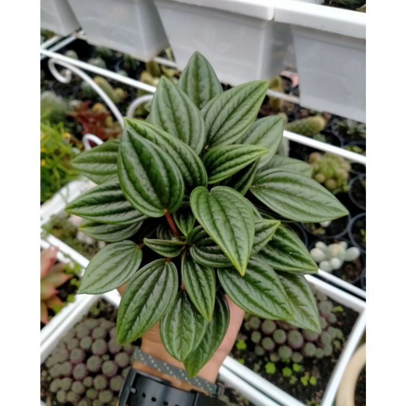 peperomia rosso