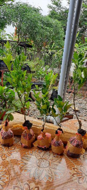 Bibit/tanaman Jeruk California Import/bibit Unggul Jeruk California Hasil Okulasi