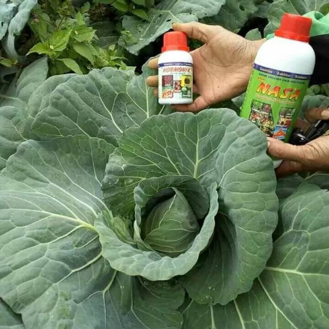 POC NASA dan HARMONIK pupuk semprot terbaik pupuk cair untuk tanaman pupuk murah pupuk organik