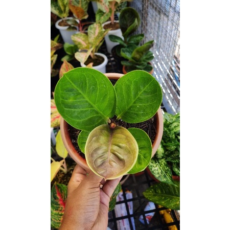 Jemani Mangkok Tengkorak