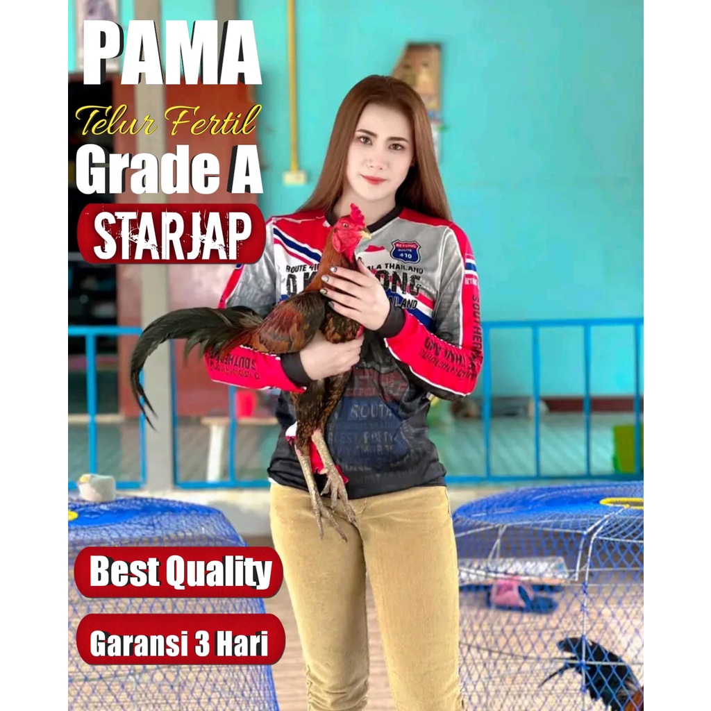 telur ayam bangkok thailand PAMA pukul saraf jalu akurat