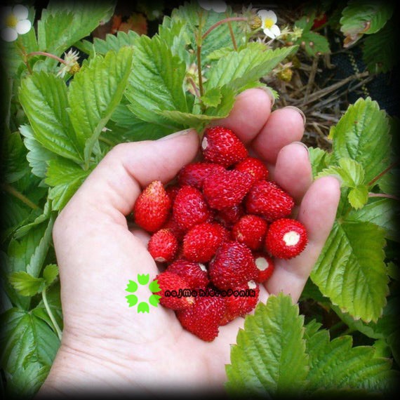 Benih Strawberry Alpine Alexandria Pouch (Haira Seed)