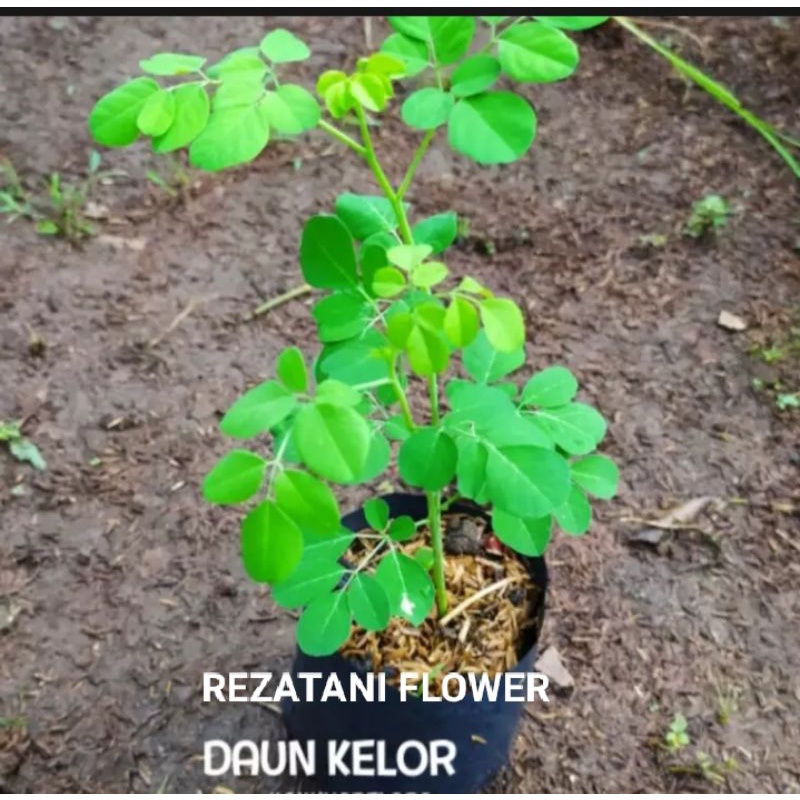 bibit tanaman herbal daun kelor/daun kelor/kelor/tanaman herbal