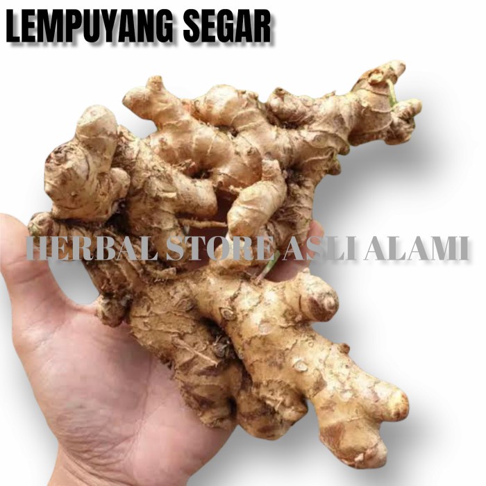 

Lempuyang segar 500 gr (Zingiber zerumbet)