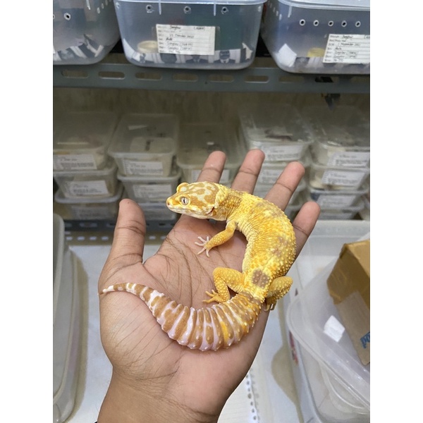 Leopard Gecko Female MST LF PH Ember OVULASI Cakep No. 553