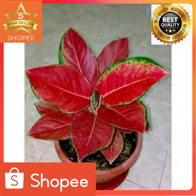 BIBIT TANAMAN HIAS AGLONEMA RED KOCIN//BIBIT AGLONEMA RED KOCHIN