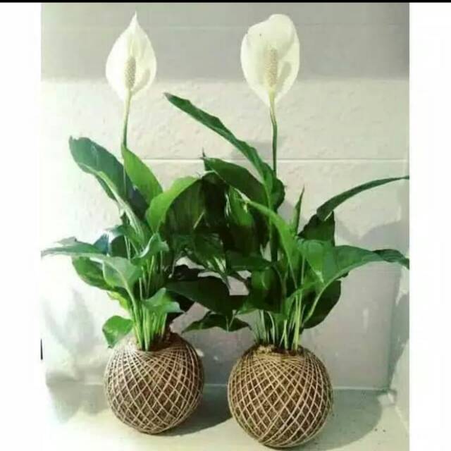 Tanaman Hias Peace Lily - Spathypillum Peace Lily
