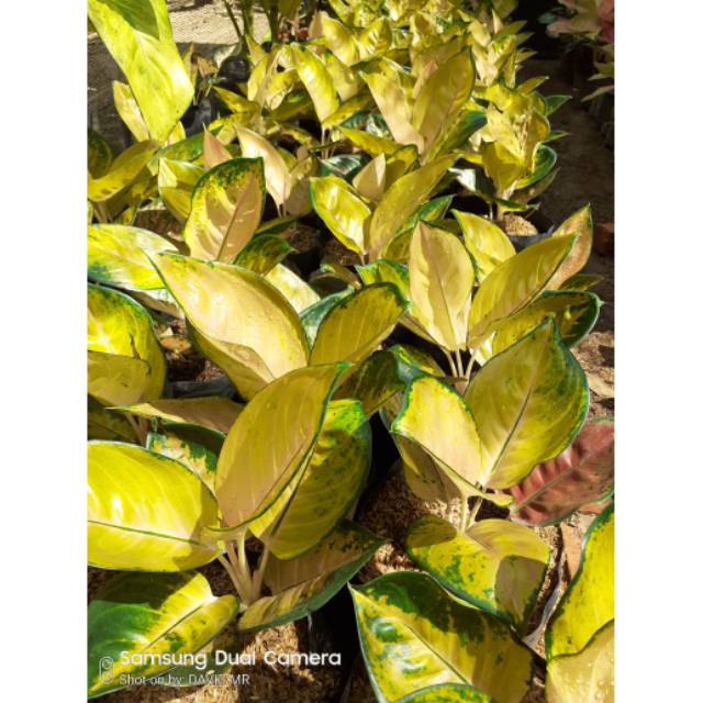 Aglaonema Sultan brunei remaja