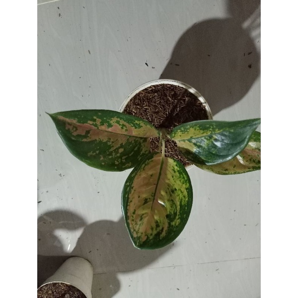 aglonema sultan Brunei dewasa