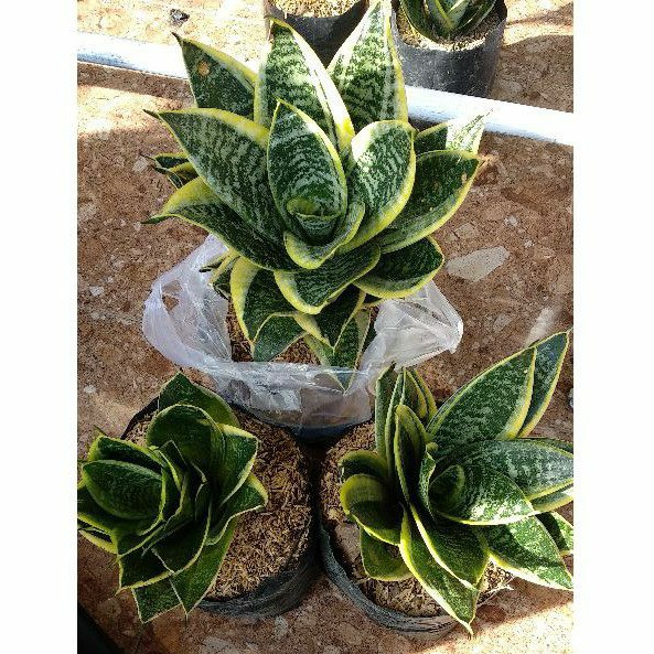 Eksklusif Sansivera Mini / Sansevieria Laurenty Giant grade Superior